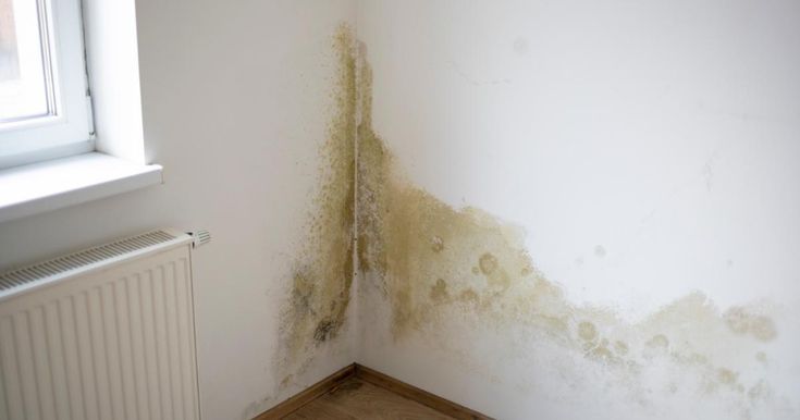 Damp Patches & Fungus - Residential painting problem Mumbai Thane Bhiwandi